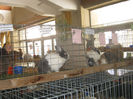 expozitie campina 2014 028