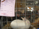 expozitie campina 2014 076
