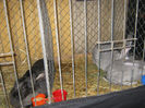 expozitie campina 2014 080