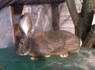 8 kg.urechi peste 21 f groase si late