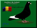 jucator de galati_plansa color8