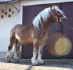 68047236_3-armasari-semigreu-romanesc-Animale