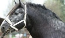 1340619404_404713047_7-Armasari-semigrei-percheron-si-belgian-de-vanzare-