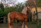 1340619404_404713047_11-Armasari-semigrei-percheron-si-belgian-de-vanzare-