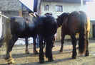 1366563781_503674058_6-Caii-lui-Alexandru-Armasari-grei-de-vanzare-Romania