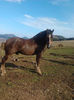 1372536259_523689663_6-Armasari-semigrei-Romania
