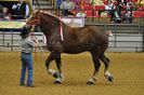 big_jake_world__s_largest_horse_by_ninachan3