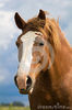 big-red-horse-head-25924850