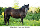 can-stock-photo_csp16654664