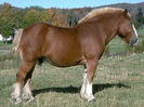 clydesdale__Horse_Stock_by_Fairiegoodmother