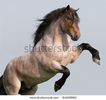 stock-photo-big-horse-prancing-on-blue-background-84938662