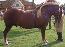 suffolk_horse_1