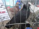 DSCF6006