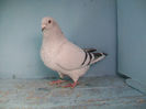 Matca Abaz 2014 025