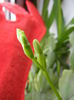 Freesia Bud (2014, February 01)