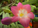 Pink Freesia (2014, February 07)