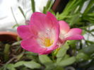 Pink Freesia (2014, February 08)