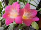 Pink Freesia (2014, February 11)