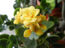 Yellow Kalanchoe (2014, February 08)