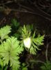 bobocel de anemona