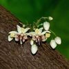 Arborele de cacao- flori