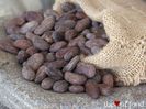 Arborele de cacao-seminte