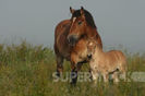 SuperStock_4413-176023