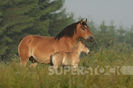 SuperStock_4413-176022