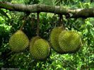 Durian-fructe