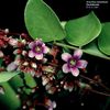 Carambola-flori