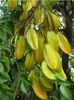 Carambola- fructe