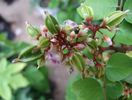 Carambola-flori si fructe