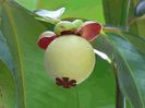 Mangosteen-fruct in formare