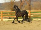CAL FRIESIAN