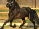 CAL FRIESIAN