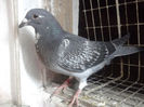 Solz.list.0662424-13.ORIG.CIOBANU BOGDAN