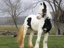 IAPA GYPSY VANNER
