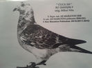 CUCA.216103-06.ORIG.NITA MIHAI