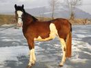 IAPA PAINT HORSE