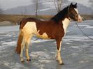 IAPA PAINT HORSE
