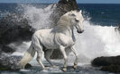 animales-caballos-blanco-del-caballo-y-olas