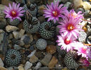 Turbinicarpus pseudopectinatus var. rubriflorus