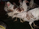 Foto%u011Fraf-0175