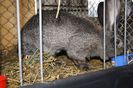 IMG_0429