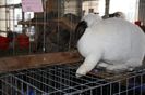 IMG_0454