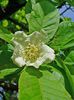 Medlar-floare