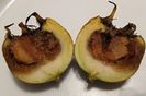 Medlar-fruct sectionat