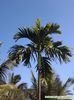 Areca sau betel sau pinang