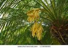 Betel palm(inflorescenta)