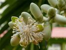 Areca-floare feminina